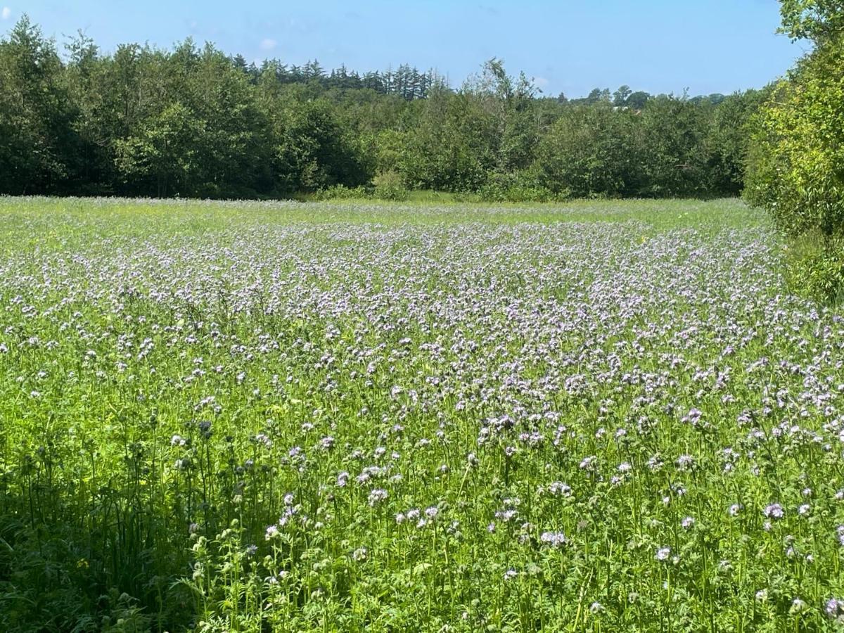 Korsholt-Natur B-B Sindal Kültér fotó